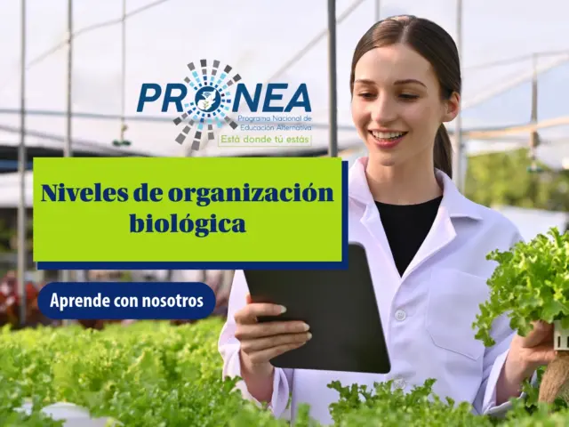 Organización biológica: conceptos fundamentales